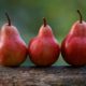 3 red pears on a log with a fuzzy green background