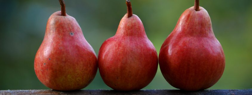 3 red pears on a log with a fuzzy green background